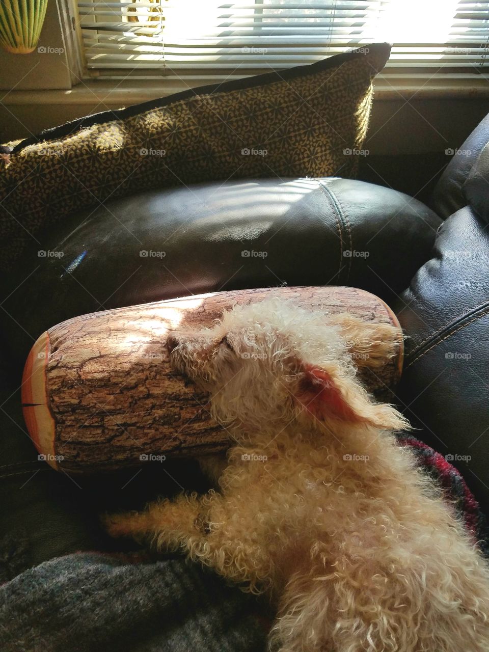 Poodle dog sleeping on couch on blanket & head on log beanbag pillow. Light from window blinds.