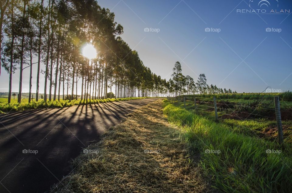 Nature, No Person, Rural, Grass, Sun