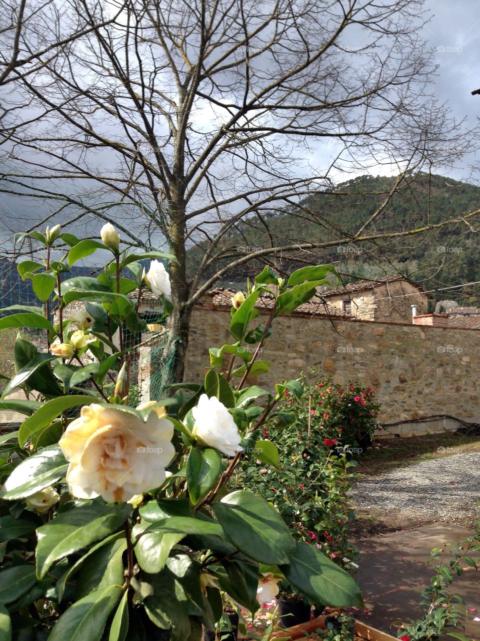 Camelie Pieve di Compito Lucca