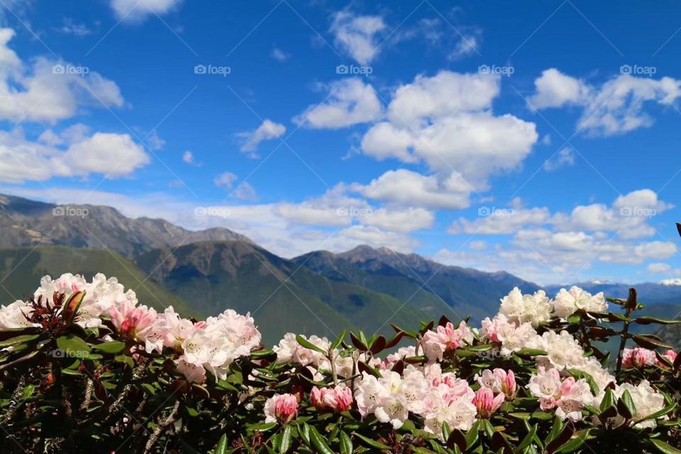 Tibet mountain flower 