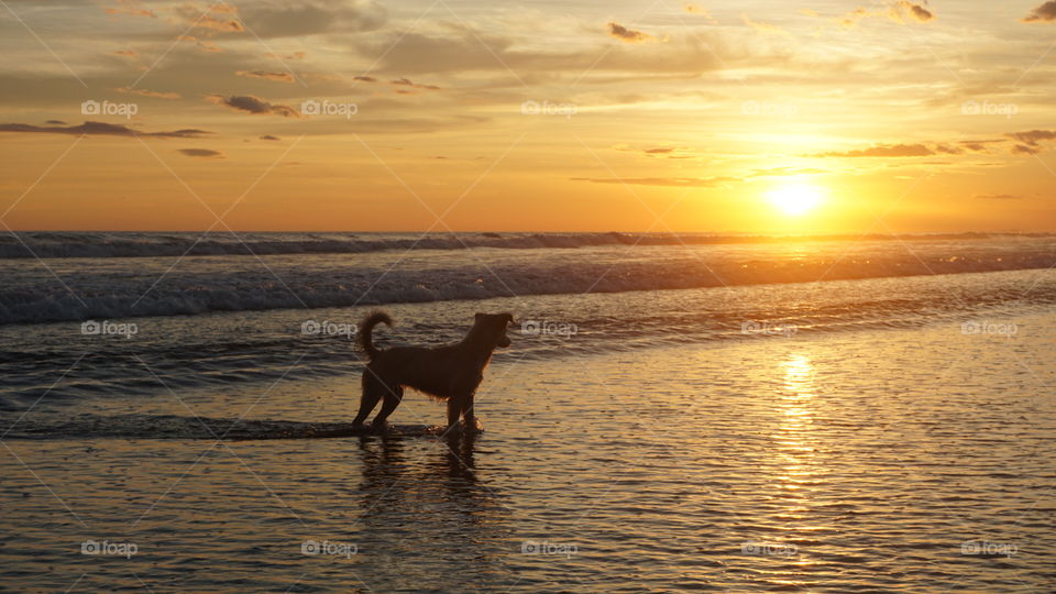Beach doggo (4)