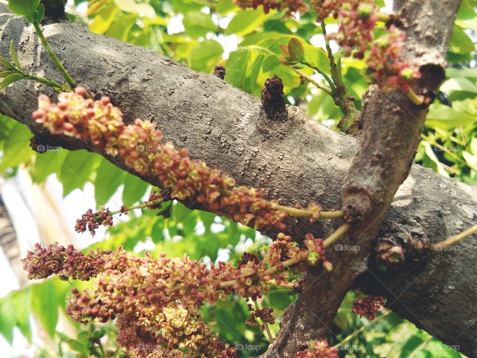 the Nature Nelly flower and beautiful