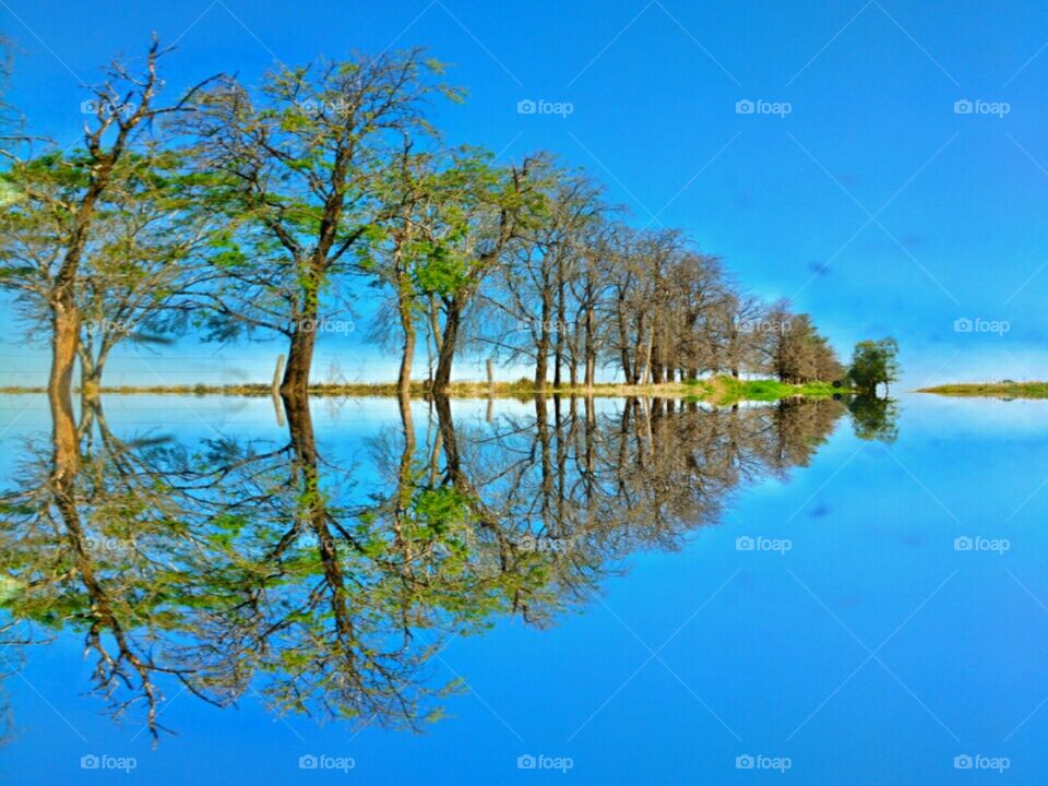 Trees and blue sky reflecting on lake