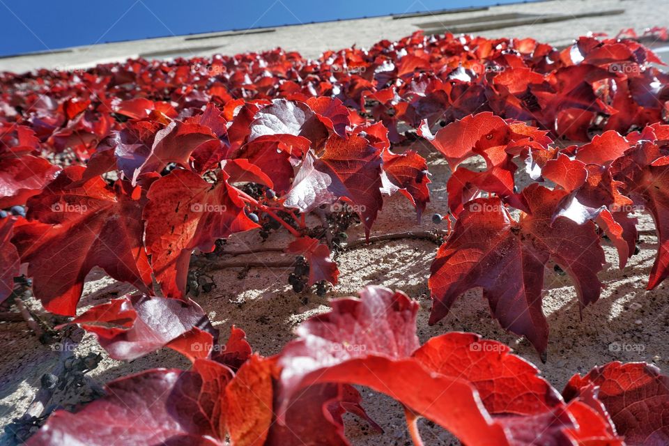 Leaves on Wall