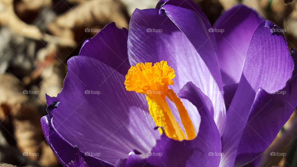 Crocus