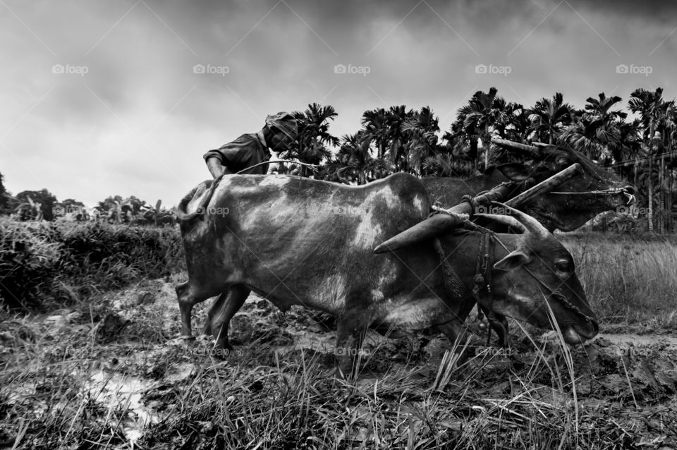 Story of a farmer who still works with oxen for farming. Working with oxen is a traditional method of cultivation.Nowadays farmers use tractors for farming. But there are few farmers in India, who still use this traditional method of cultivation.