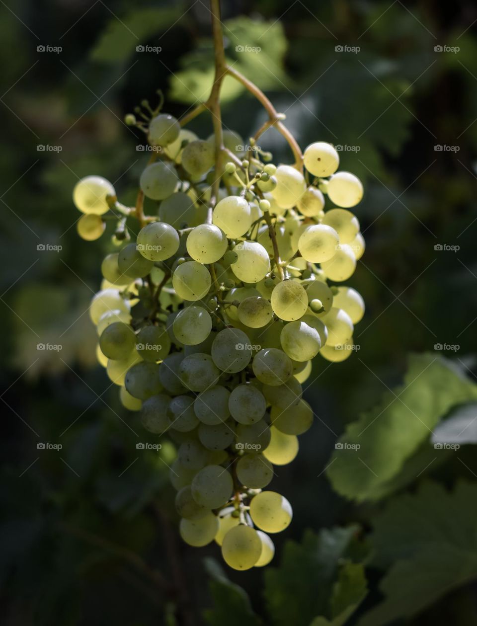 A bunch of grapes growing on the vine in partial sunlight