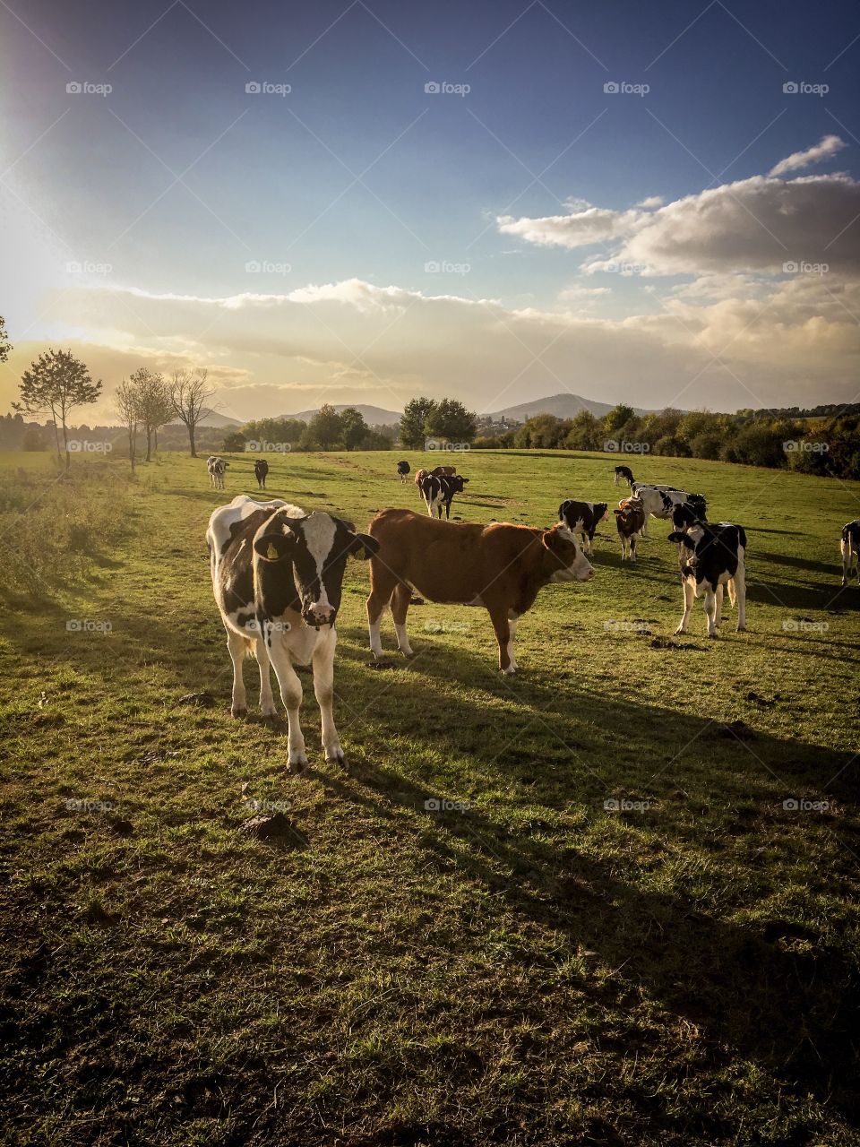 Cows on the pasture 