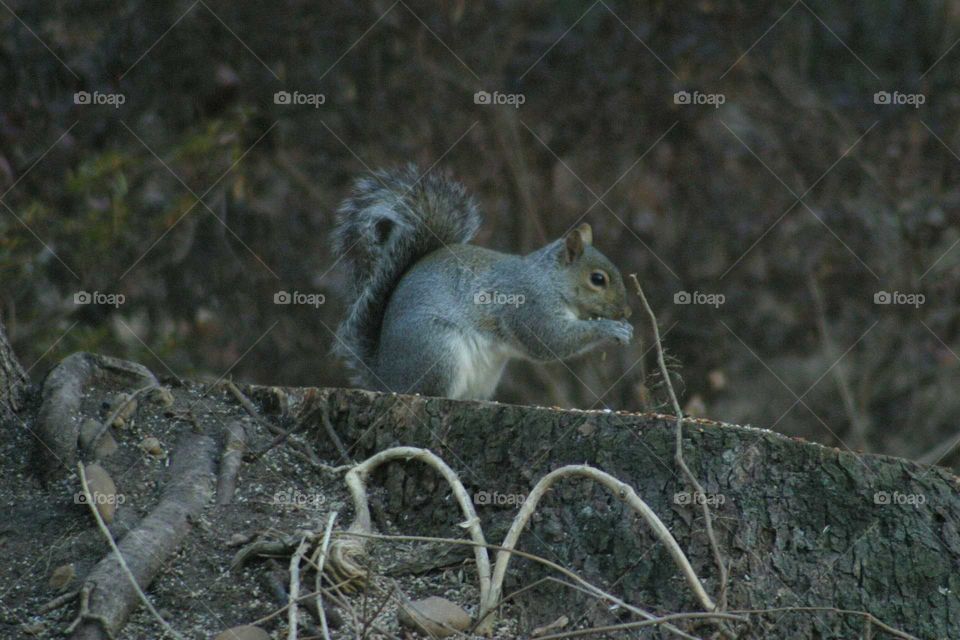 Squirrel eating