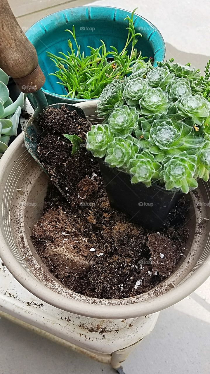planting succulents in a pot