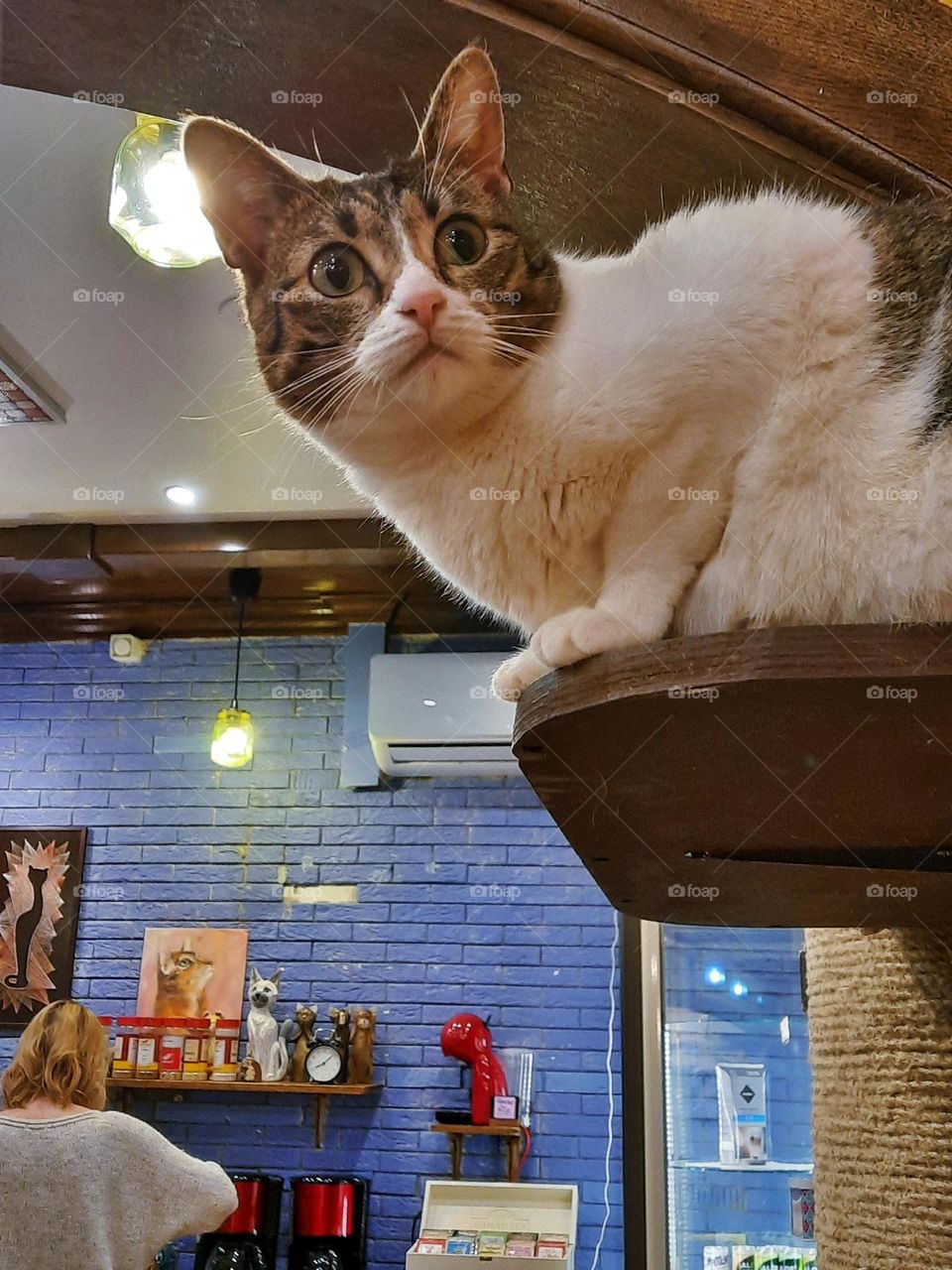 catcaffe