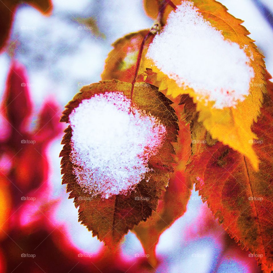 Close-up of autumn leaves and snow