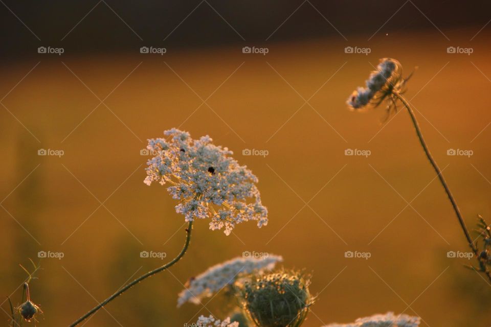 Wildflowers at golden hour