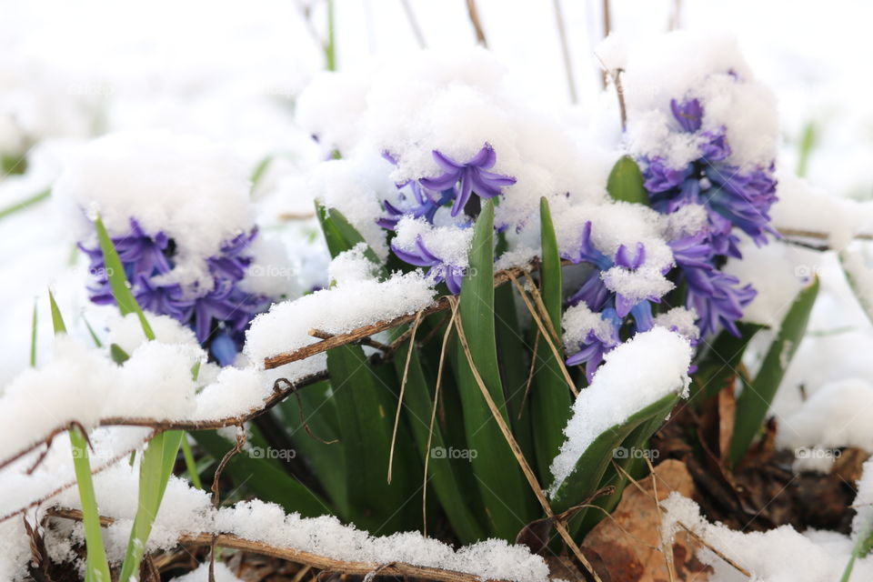 Springtime Snow