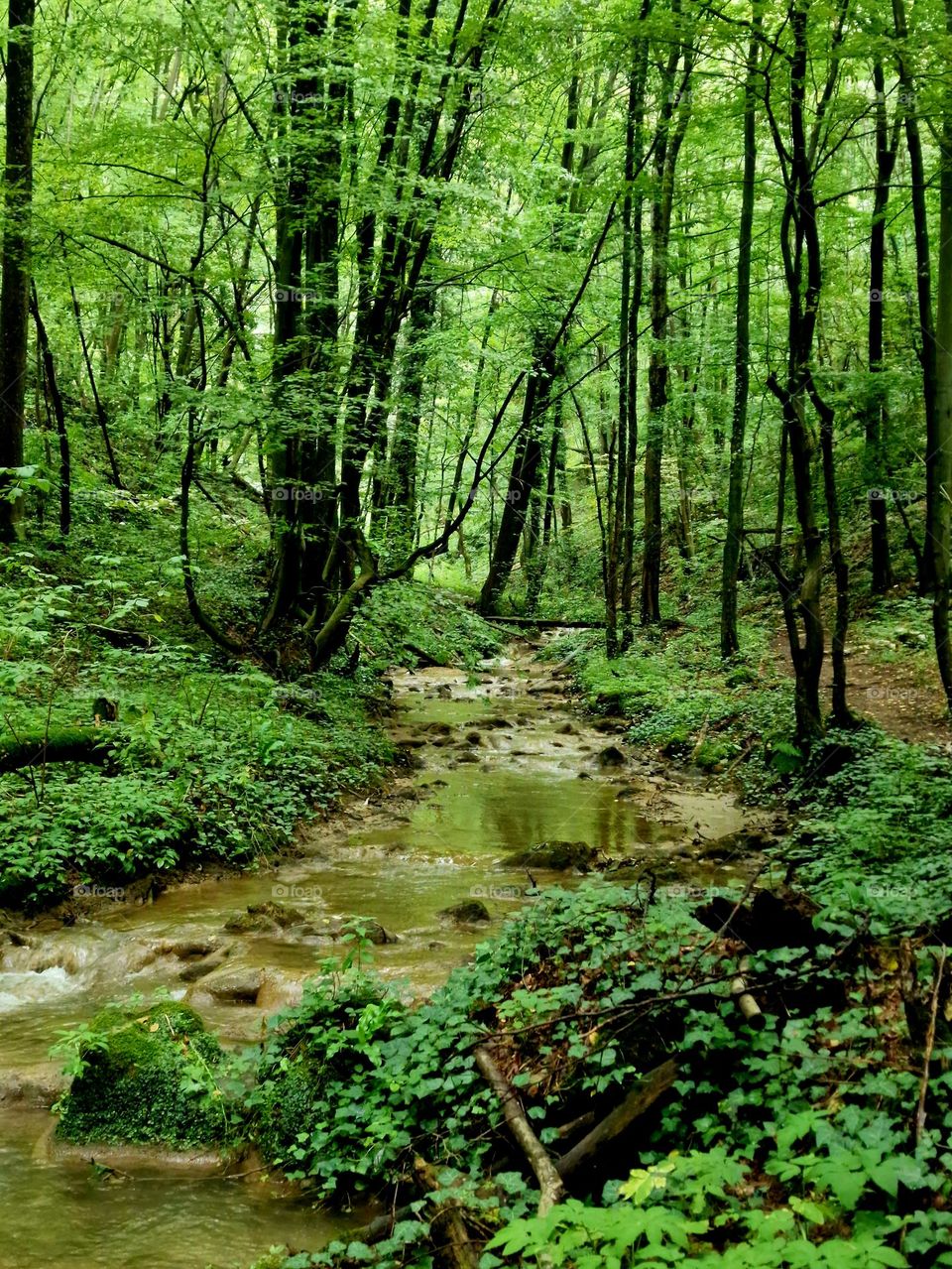 forest landscape