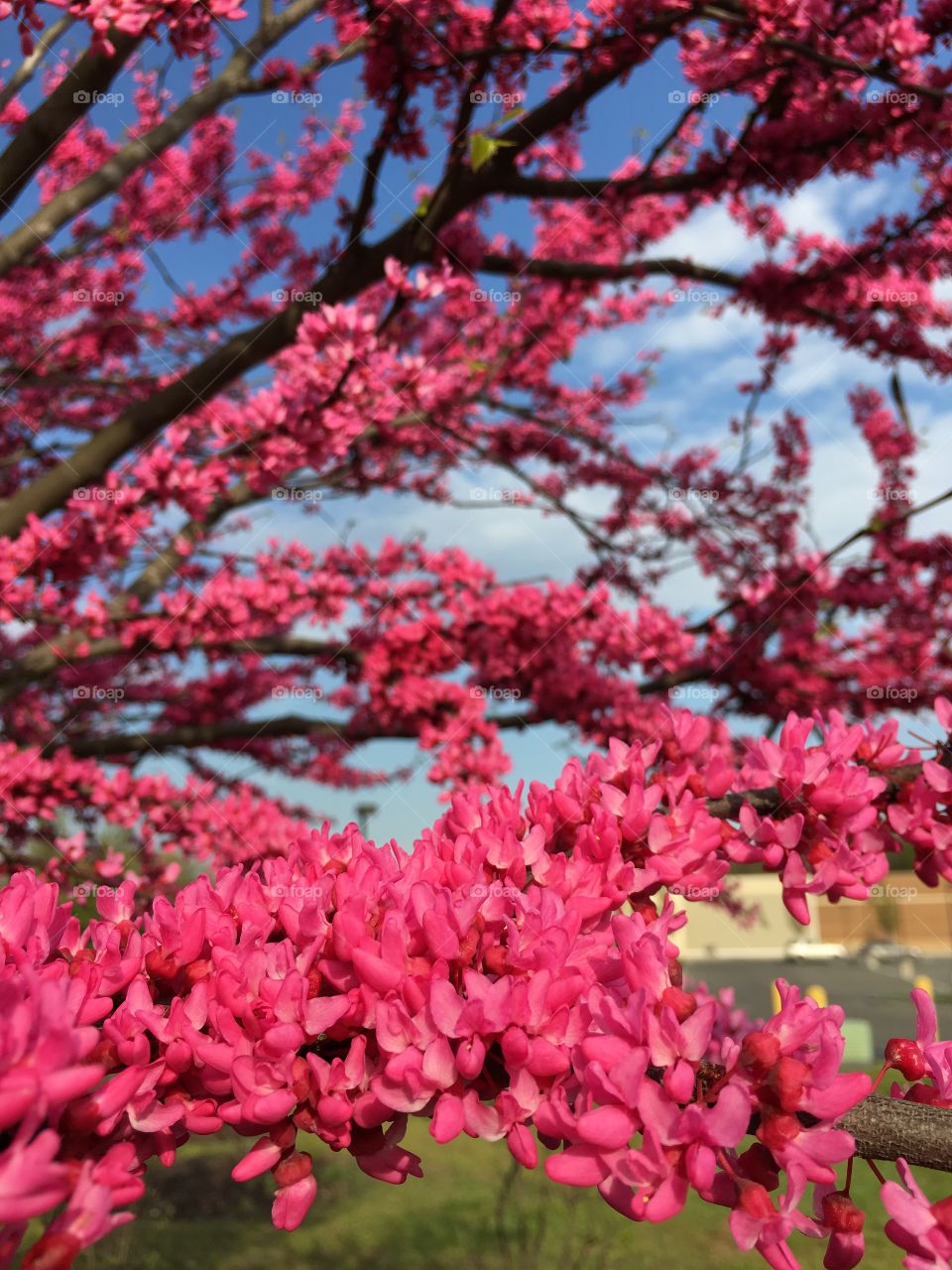 American Redbud