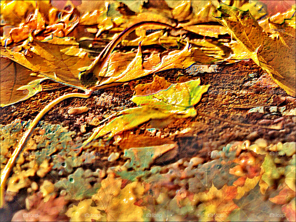 nature sun leaf autumn by tinasha