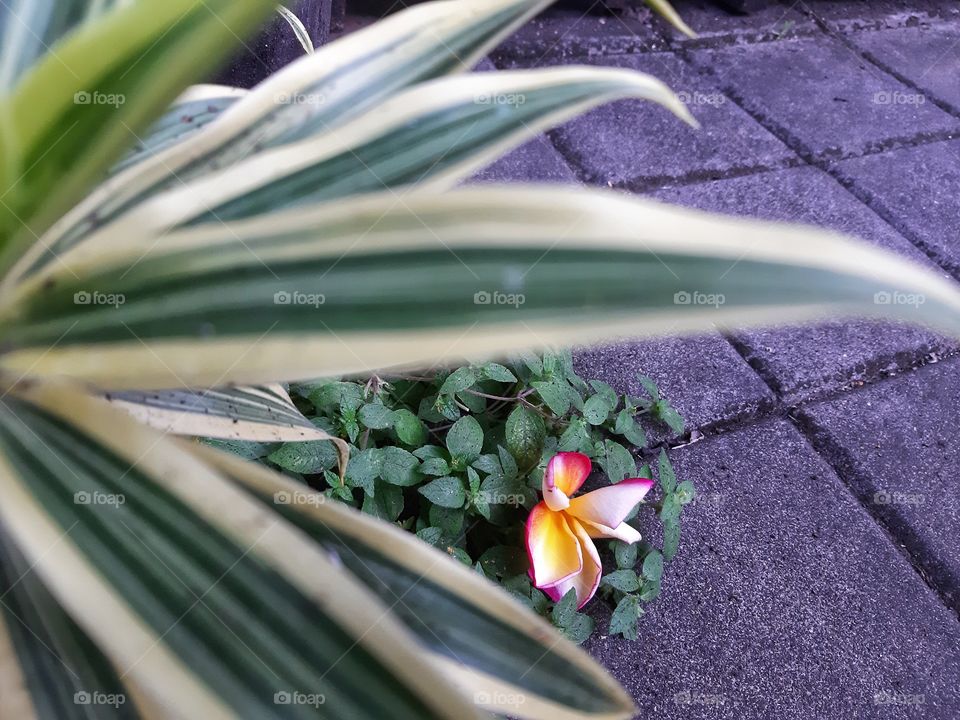 a falling frangipani flower seen from the above.