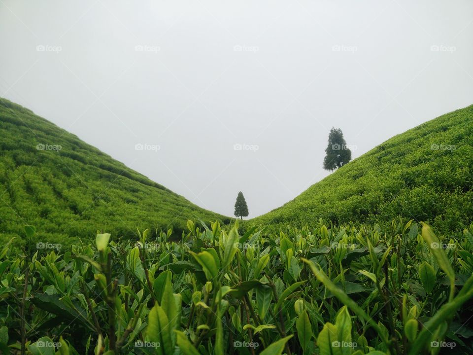 Lush green tea gardens of Darjeeling.