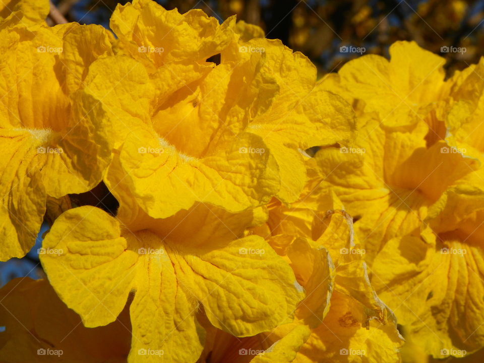 Tabebuia yellow flower 