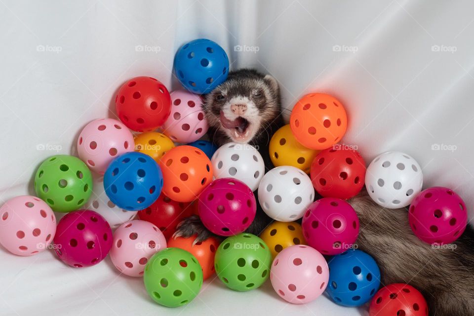 Colorful Ferret Fun