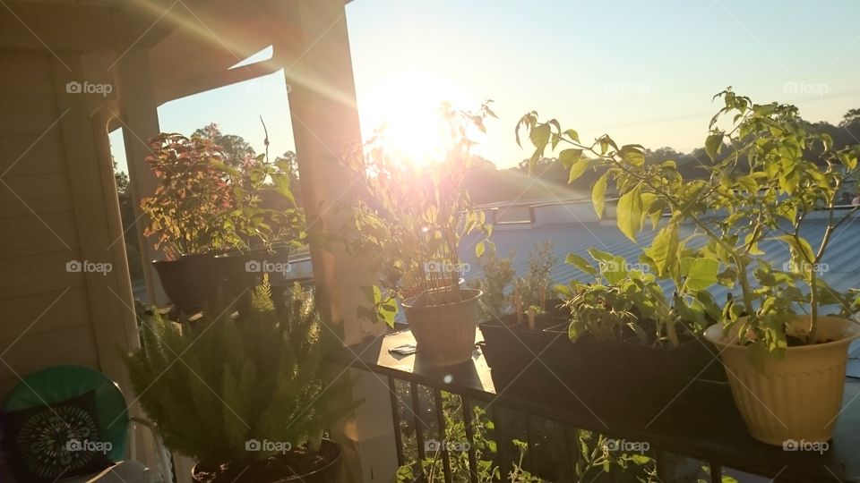 Sun setting looking out over garden in balcony