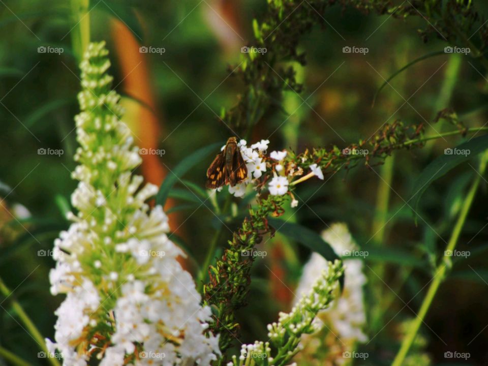 Moth on flower