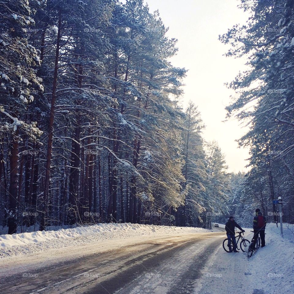 Snow, Winter, Wood, Road, Tree