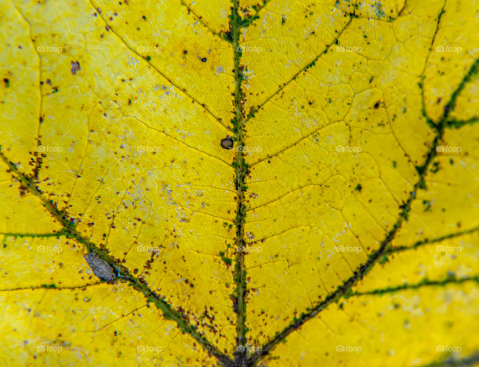 Autumn leaf