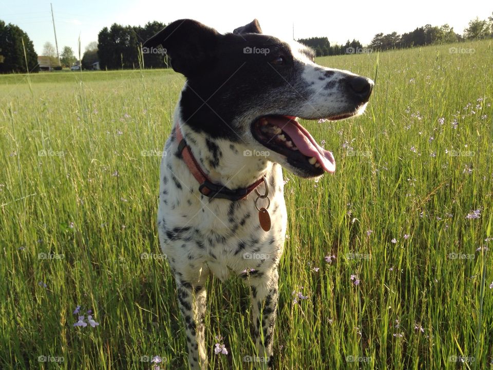 Dottie enjoying a spring evening stroll through a field