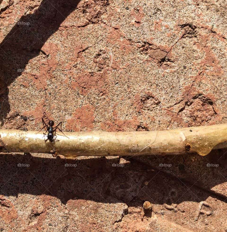 Worker ant on tree branch