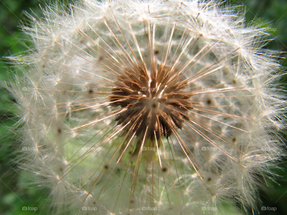 dandelion