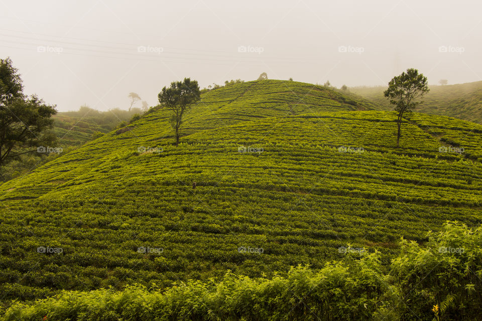 Nuwara Eliya is a city in the tea country hills of central Sri Lanka.