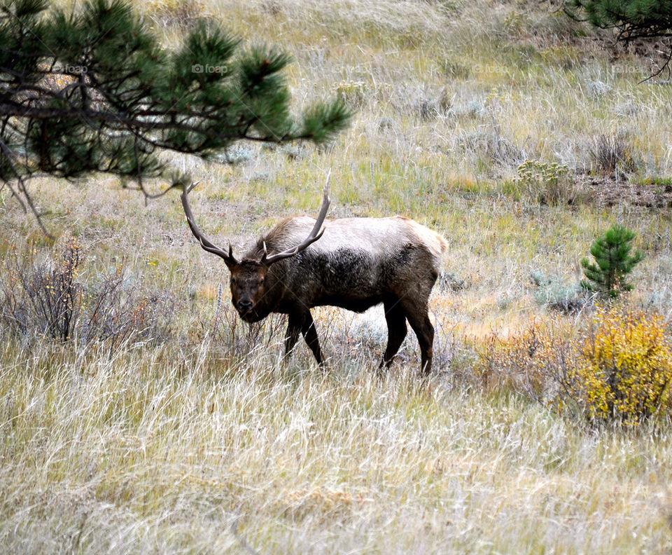 Elk