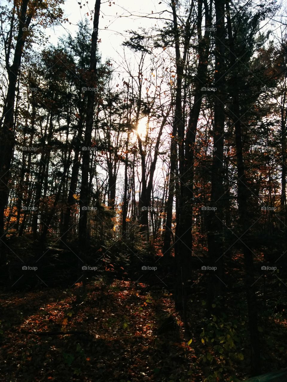 Contre jour through the woods