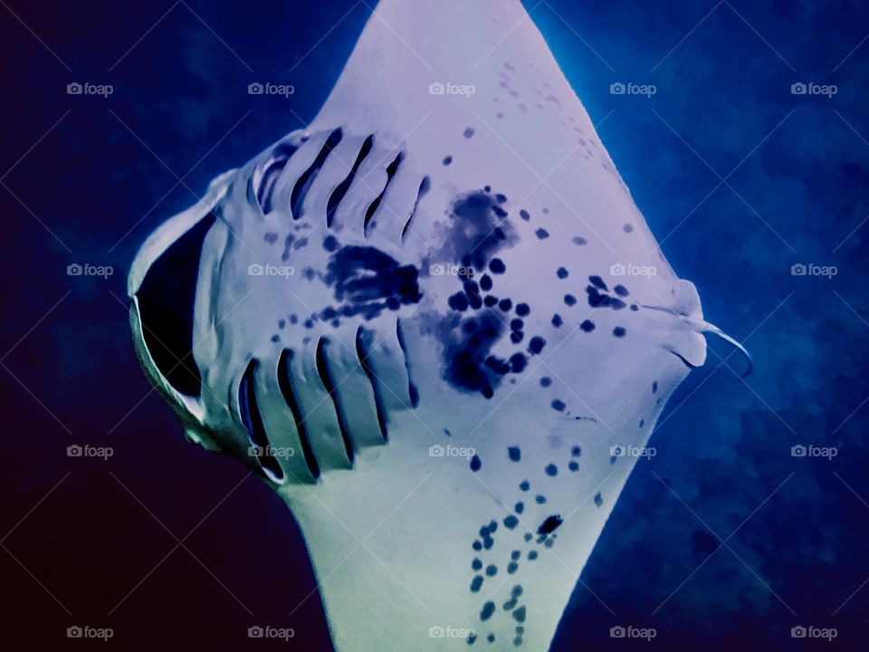 Reef manta Ray feeding at night off the Kona coast of Hawaii