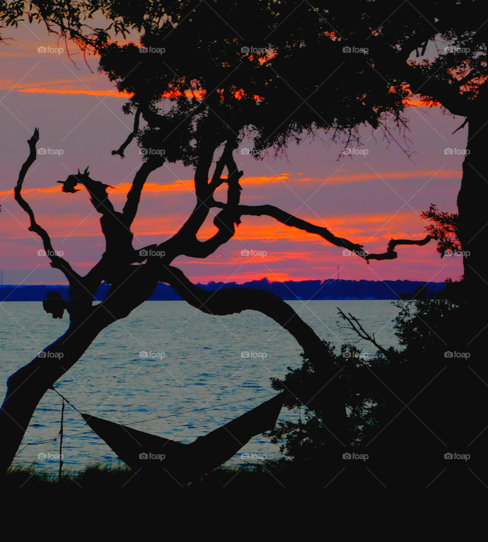 Silhouette of trees during sunset