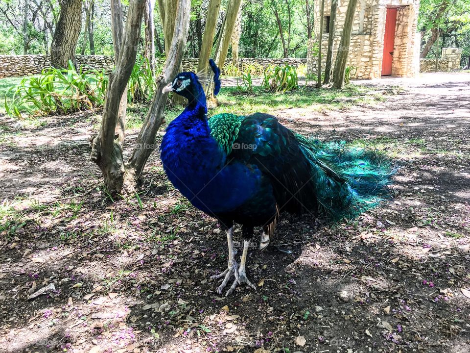 Peacock