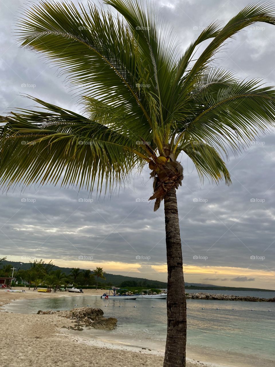 Sunset in Runway Bay Jamaica with a palm tree in front of it 