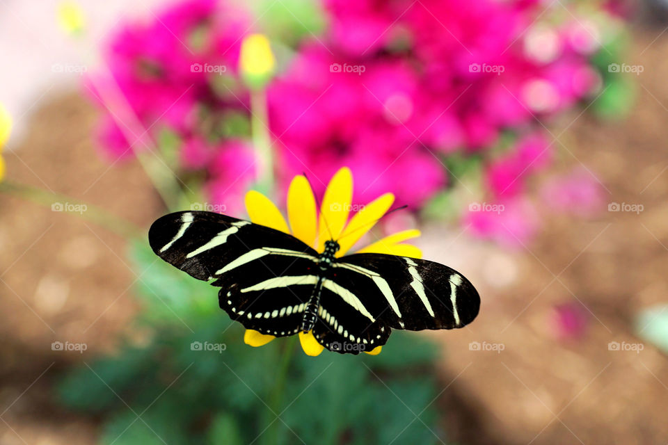 Butterfly perching on flower