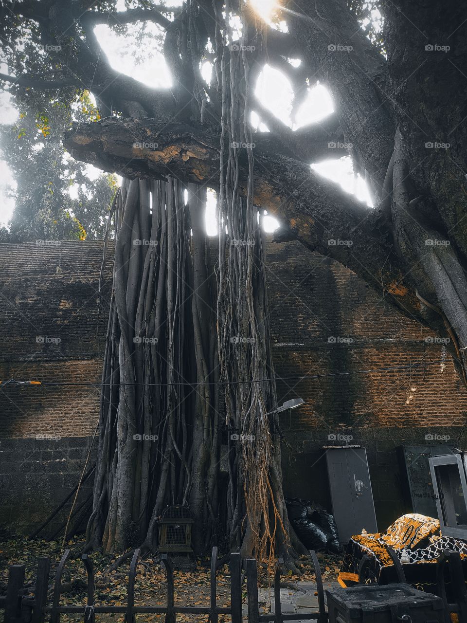 Banyan tree in front of Shaniwar wada Palace Pune Maharashtra