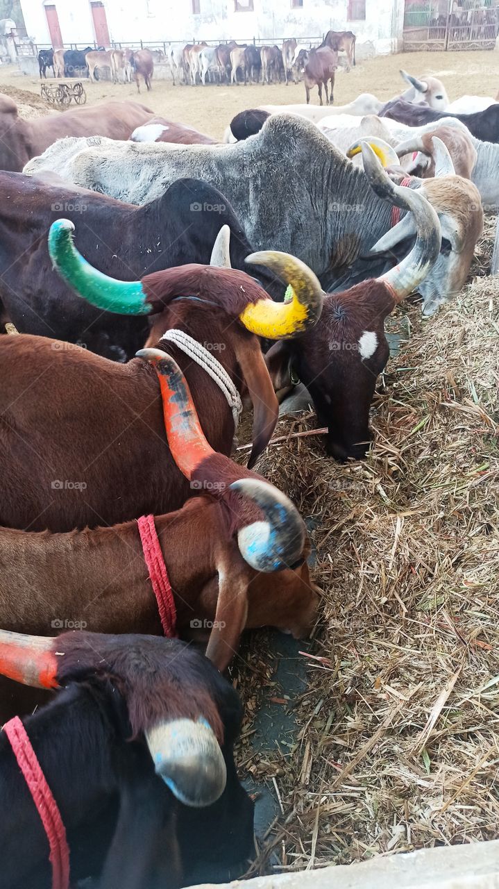 Capture from mobile. Around the cows.