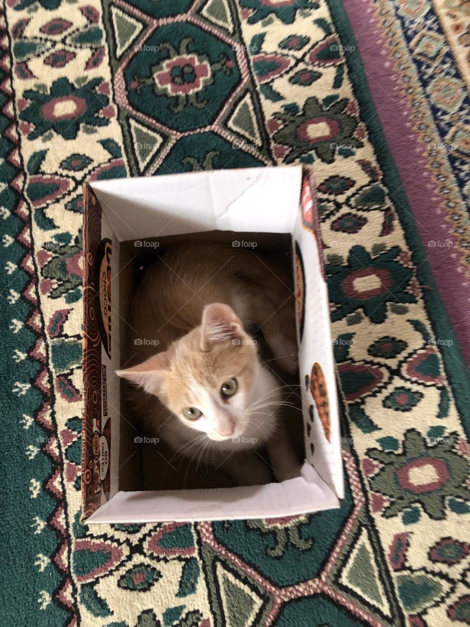 Beautiful cat in the box looking at camera 