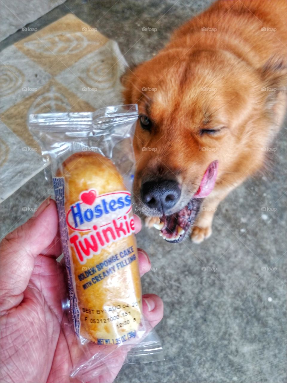 Cream cakes like Twinkies are my dog's favorite. Lip smacking good too.