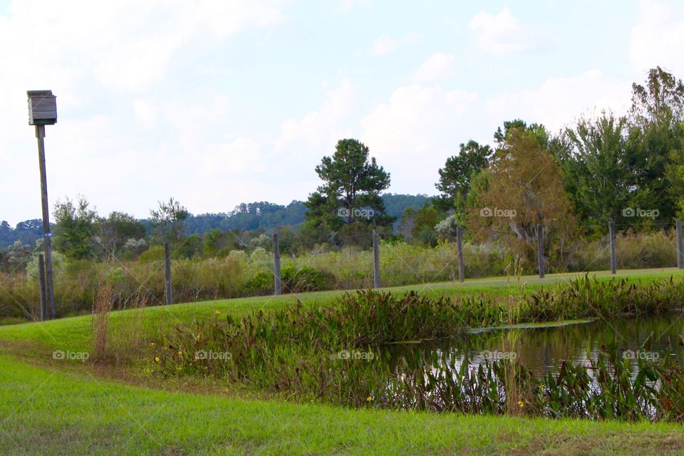 Fishing Pond