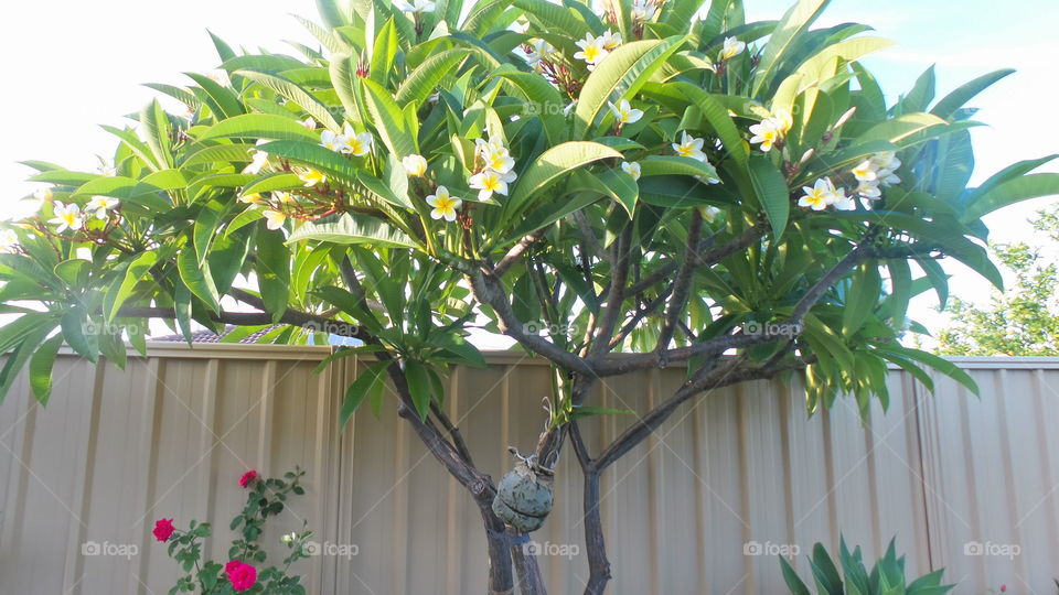 houseplants, tree pot