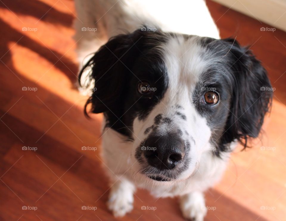 Collie spaniel cross 