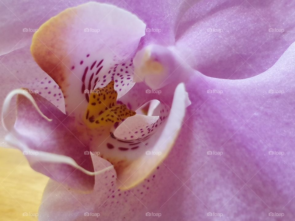 orchid flower macro of the center