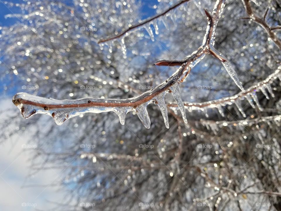 Trees covered in Ice