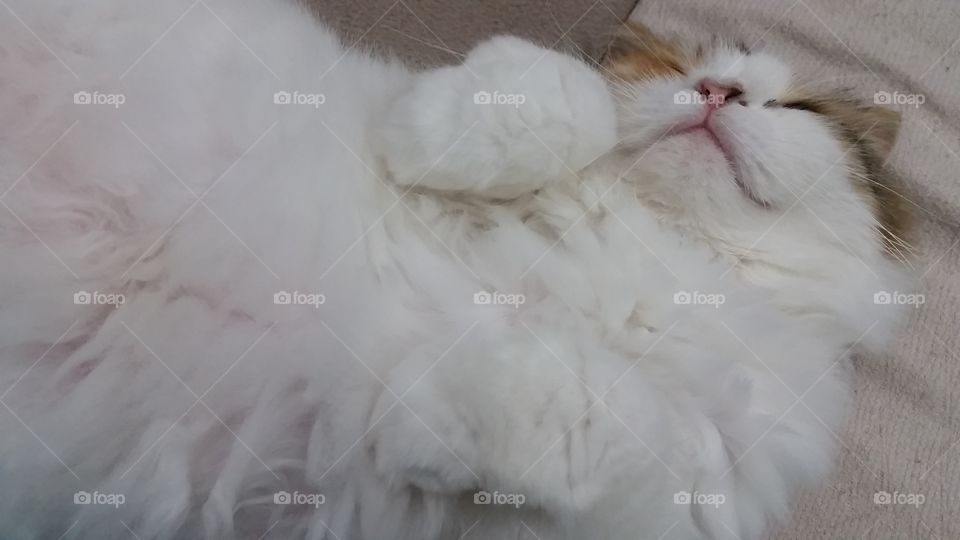 Fluffy cat